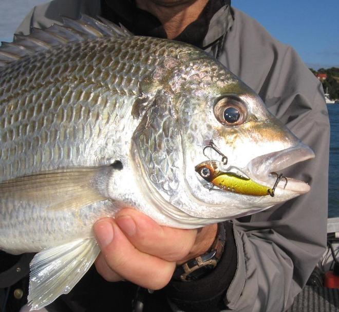 You can't go past the quater ounce TT Switch Balde when it comes to deep water blading for bream © Gary Brown